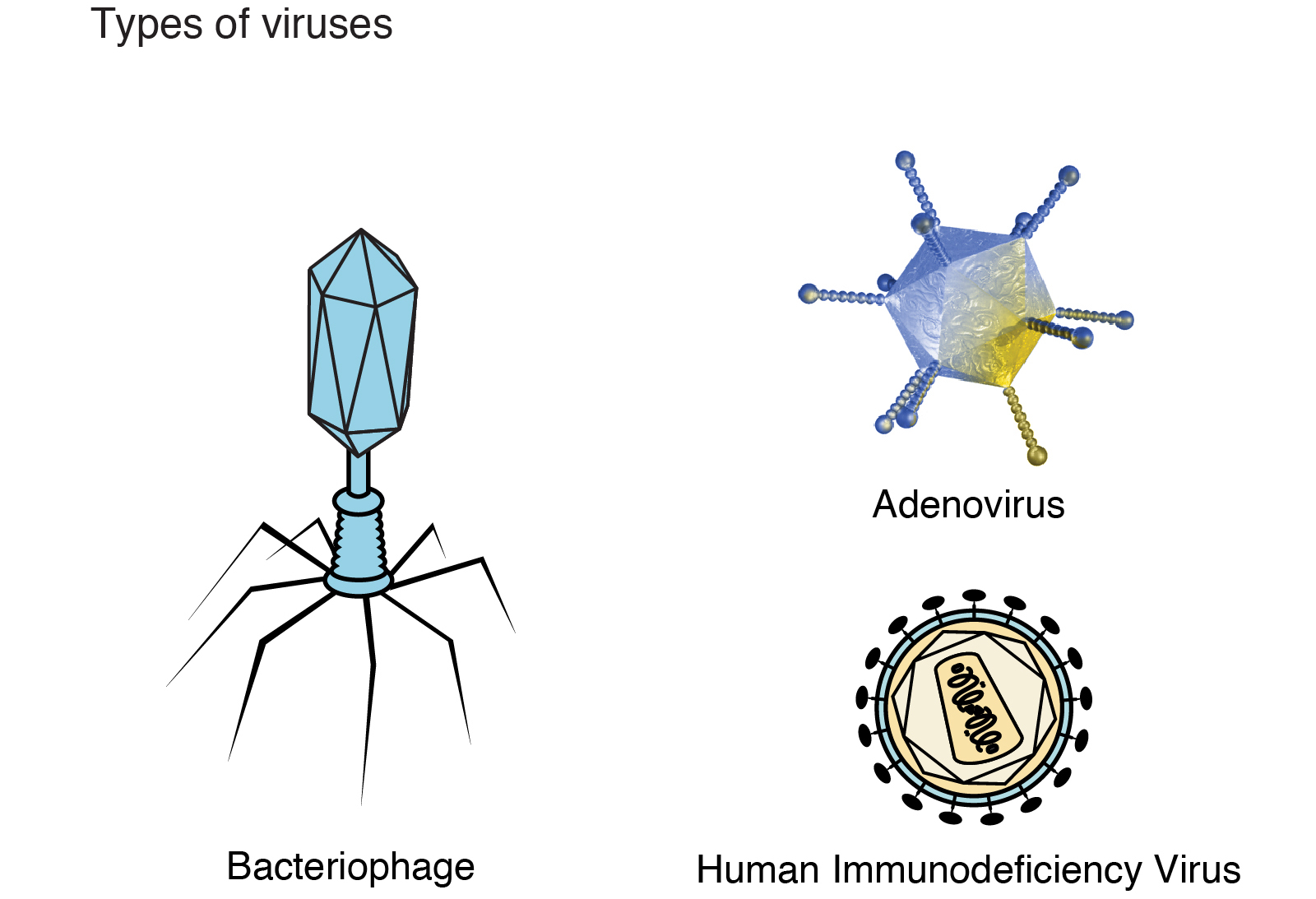 Virus Definition (v1) by National Human Genome Research Institute