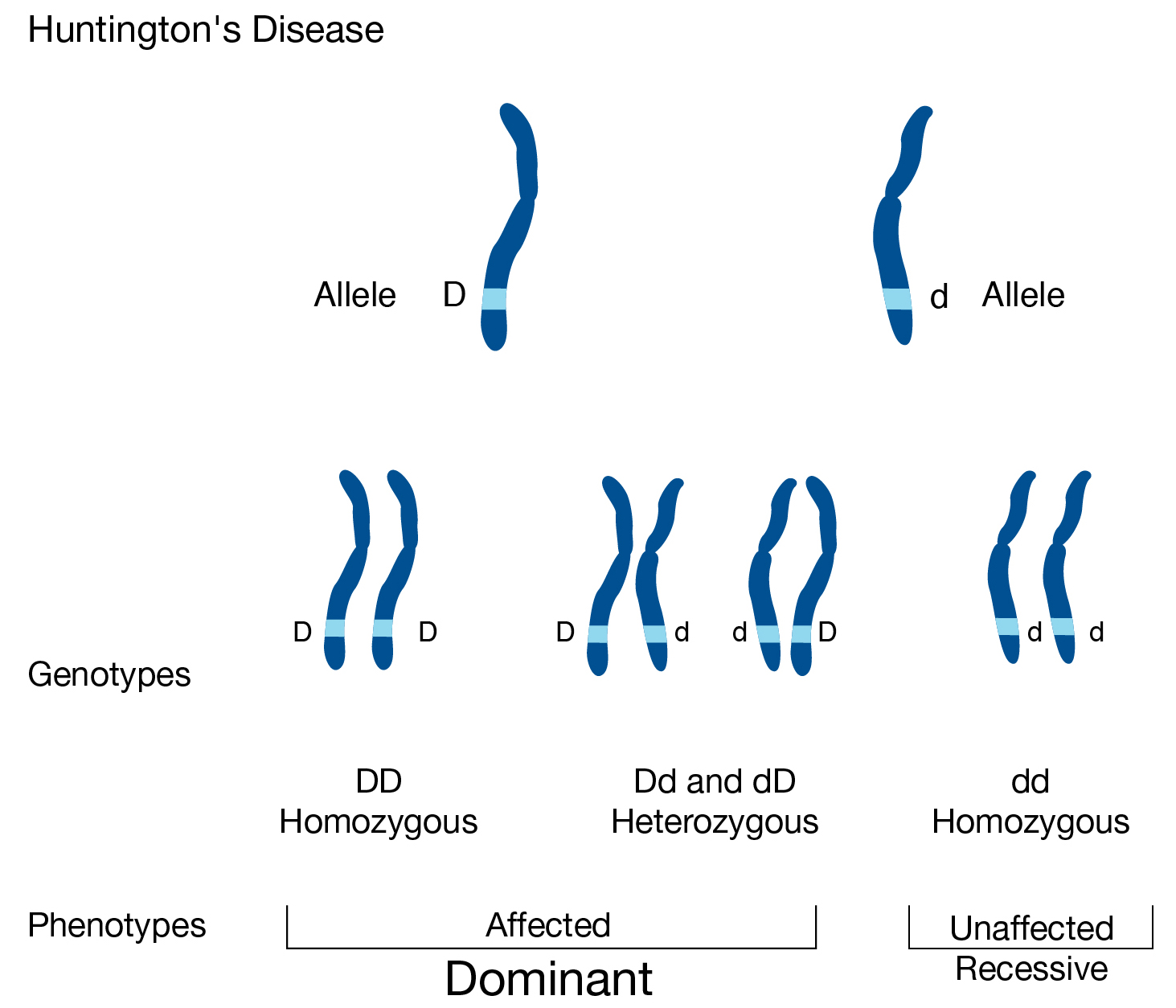 Huntington's Disease Definition (v1) by National Human Genome