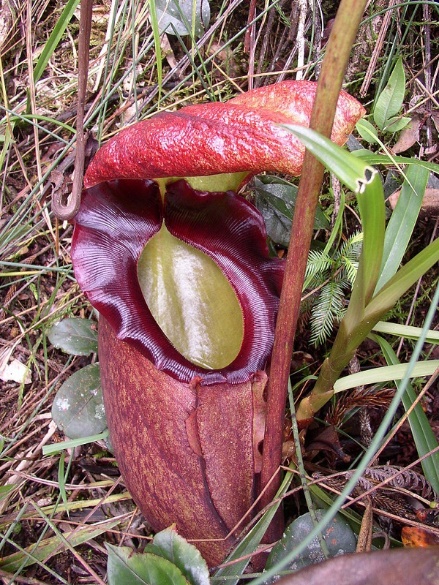 Carnivorous plants. - Definition (v1) by Carlos Henrique Marchiori | Qeios