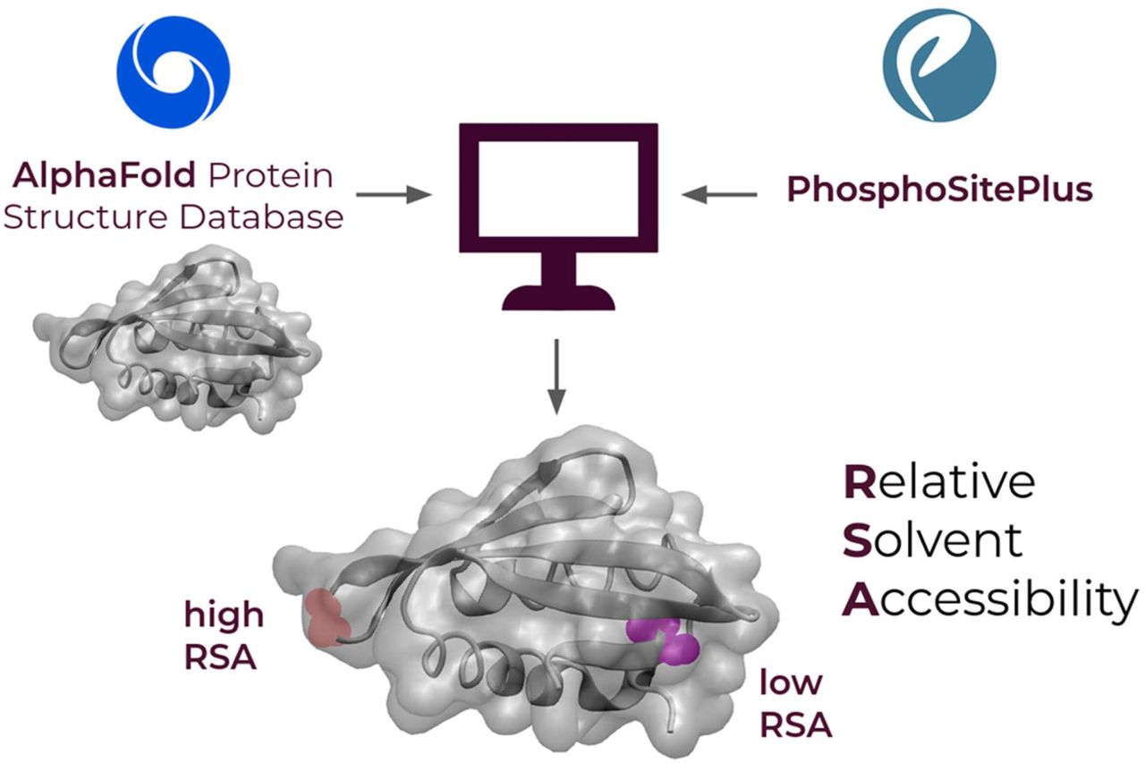 Mapping Cryptic Phosphorylation Sites in the Human Proteome