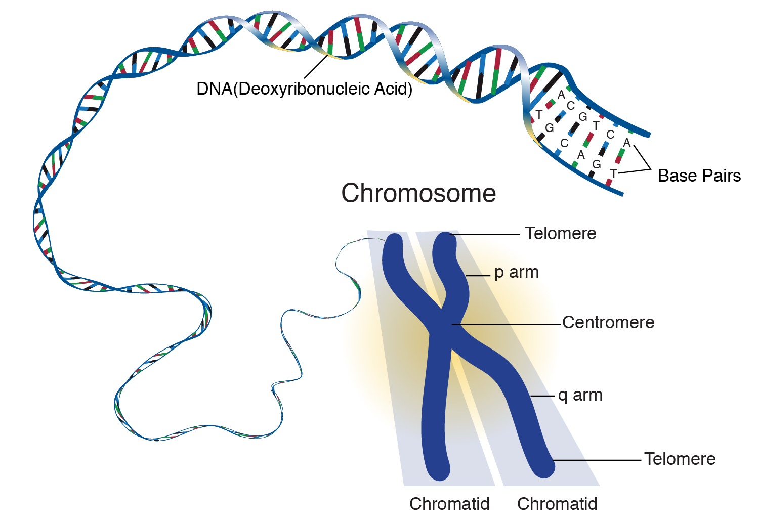 Chromosome Definition (v1) by National Human Genome Research