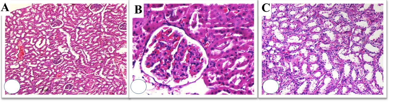 cjc-1295 ipamorelin height growth adults Effects of l-Carnitine Supplementation in Patients Receiving Hemodialysis  or Peritoneal Dialysis main image 1