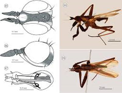 Study of four families of the suborder Brachycera (Insecta