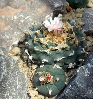 Sacred Plants and Their Miraculous or Healing Properties - Article  (Preprint v2) by Ana Maria Rosso | Qeios