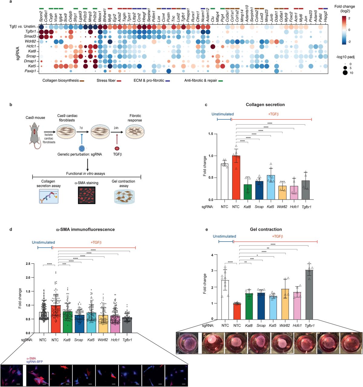Identification of Epigenetic Regulators of Fibrotic Transformation in  Cardiac Fibroblasts Through Bulk and Single-Cell CRISPR Screens - Article  (Preprint v1) by Laura Pilar Aguado Álvaro et al. | Qeios