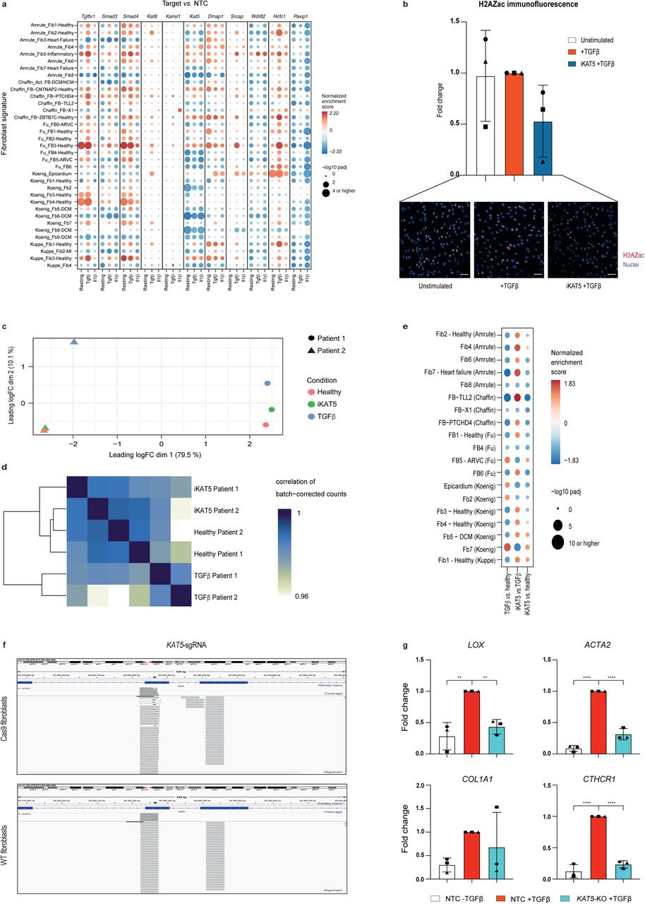Identification of Epigenetic Regulators of Fibrotic Transformation in  Cardiac Fibroblasts Through Bulk and Single-Cell CRISPR Screens - Article  (Preprint v1) by Laura Pilar Aguado Álvaro et al. | Qeios
