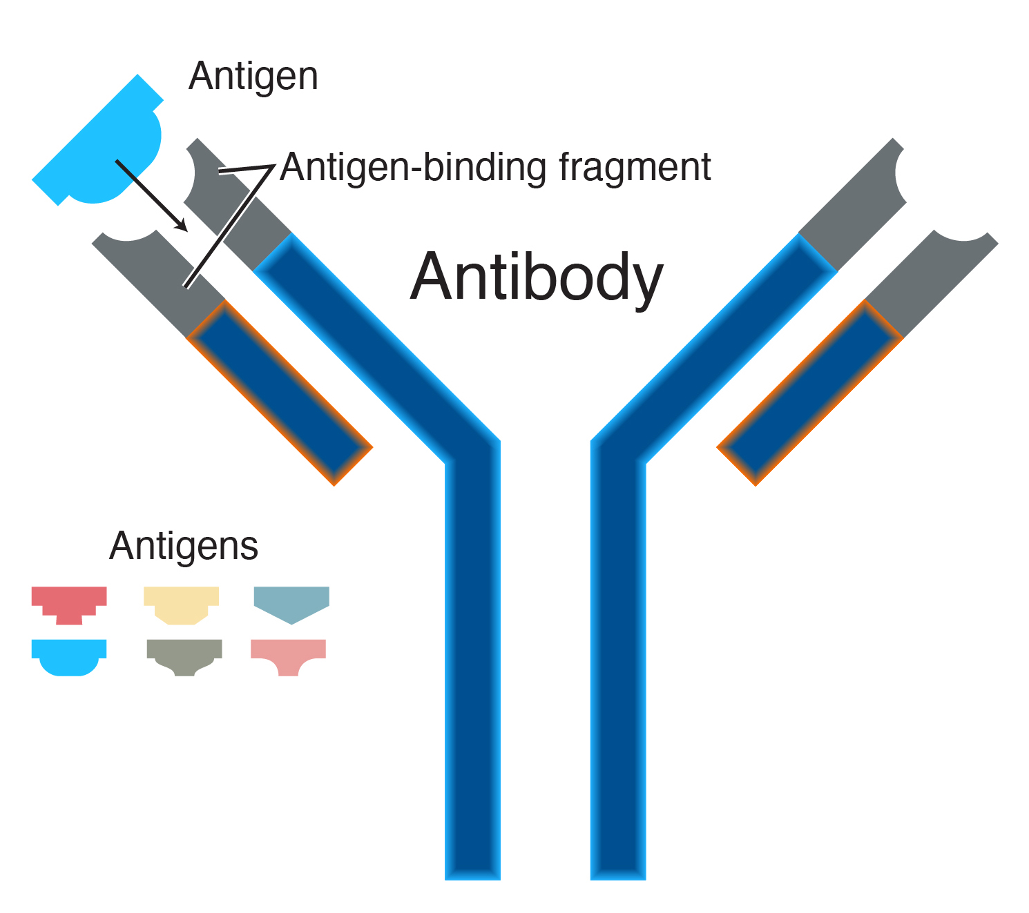 Antibody Definition (v1) by National Human Genome Research Institute