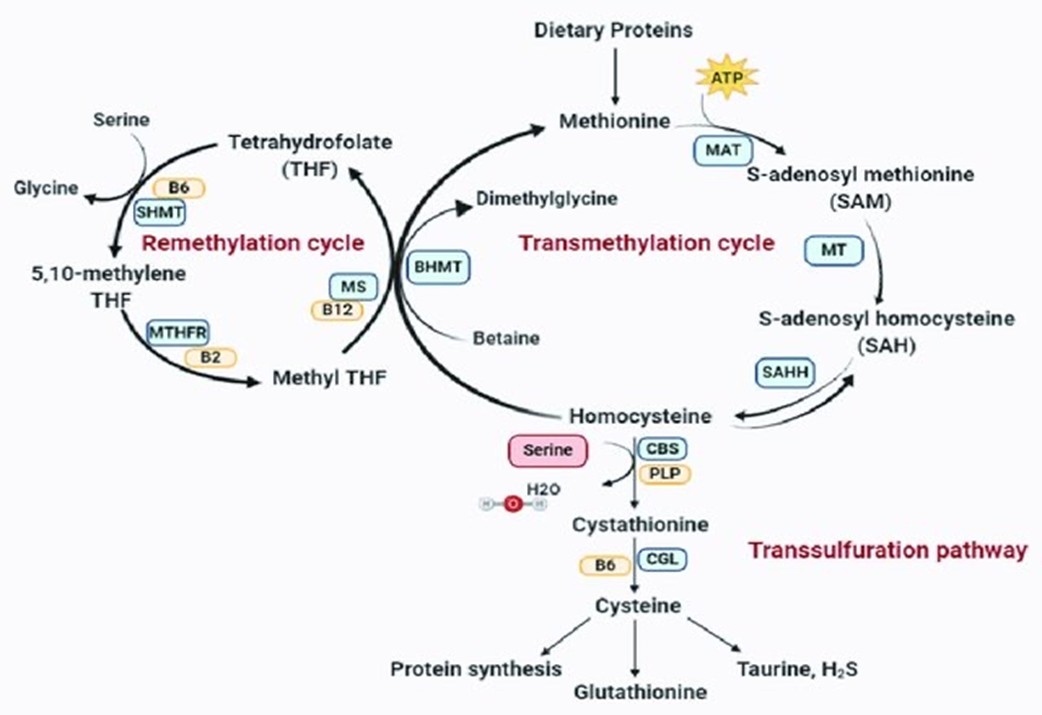 glutathione depletion-methylation block in cfs LC, POTS, and ME/CFS: Lifting the Fog - Article (Preprint v1) by Patrick Chambers Acne treatment