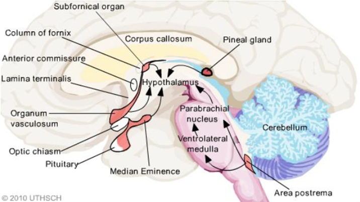 glutathione and pots How to Increase Cellular Glutathione