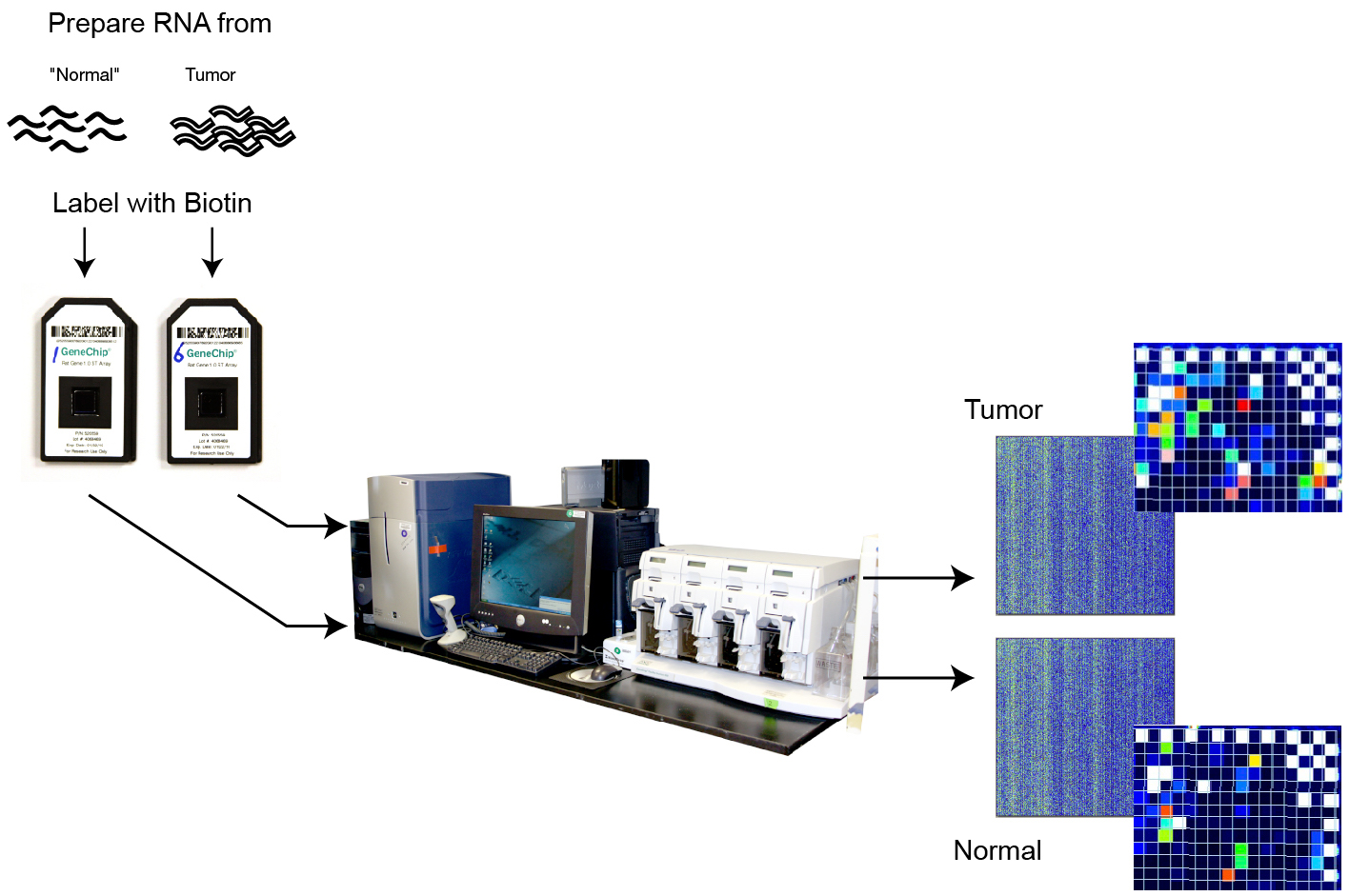 Microarray Technology Definition (v1) by National Human Genome