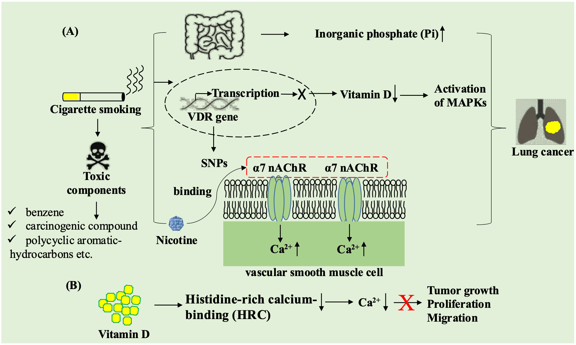 vitamin cigarette smoking Vitamin D Deficiency in Smokers: A Major Risk Factor in Lung Carcinogenesis  - Article (Preprint v1) by Subendu Sarkar et al
