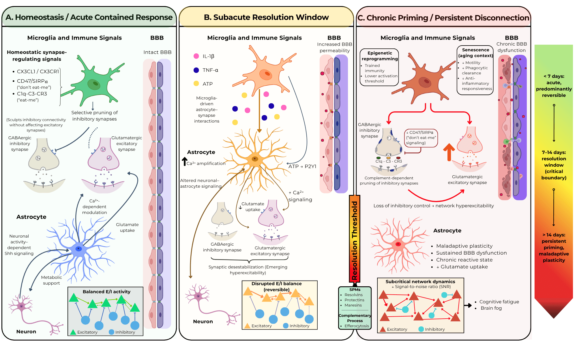 Infectious vs. Sterile Neuroinflammation: Differential
