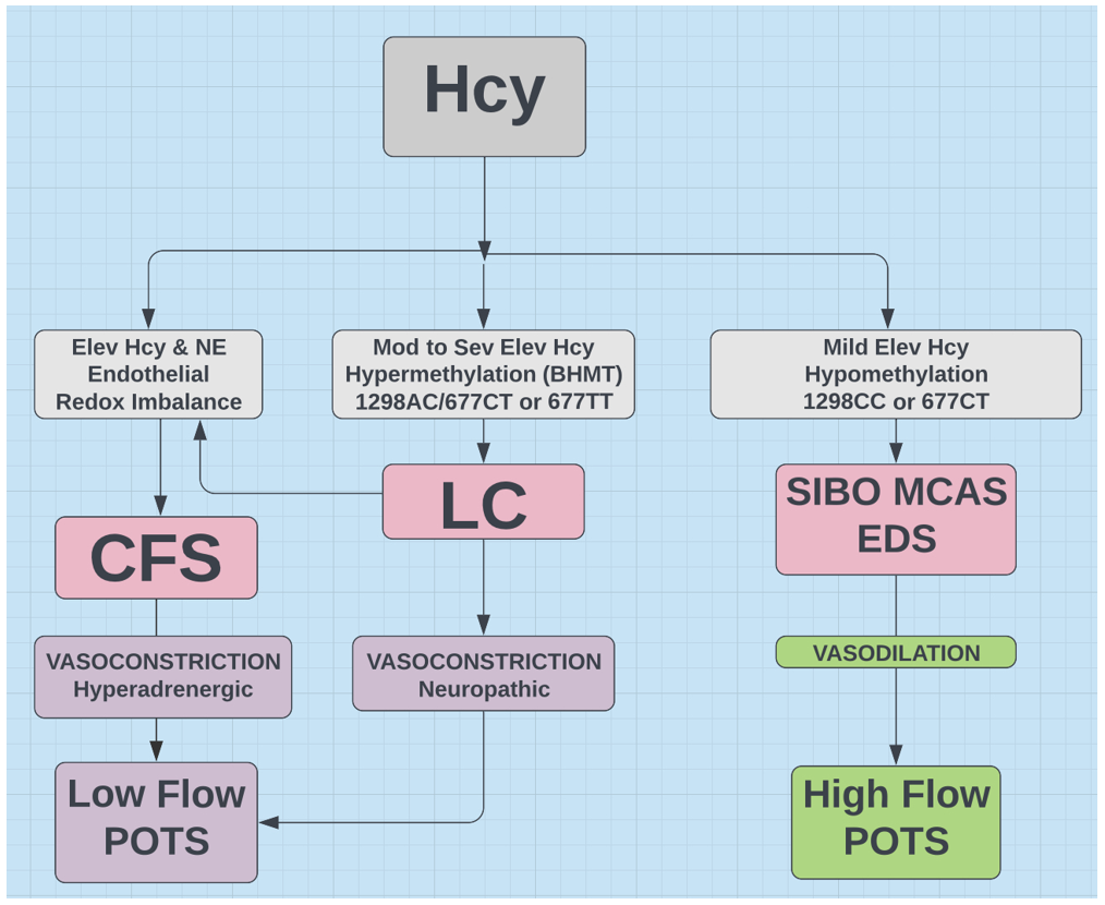 MTHFR and LC, CFS, POTS, MCAS, SIBO, EDS Methylating the Alphabet