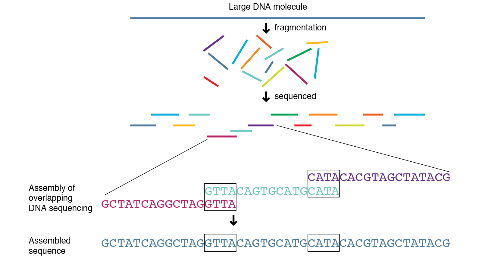 Shotgun Sequencing Definition (v1) by National Human Genome Research