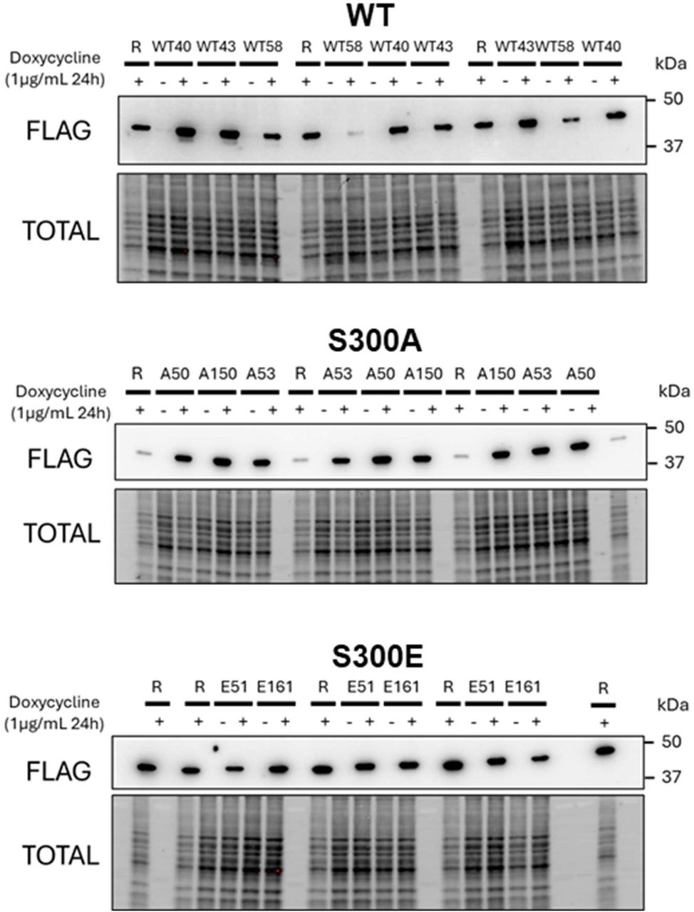 オーダー専用ページ Mapping Cryptic Phosphorylation Sites in the Human Proteome